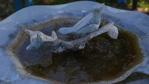 Bird Bath Stock Footage 103240383