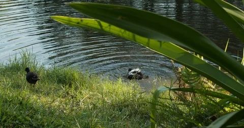 Bird Bath Stock Footage 119635238