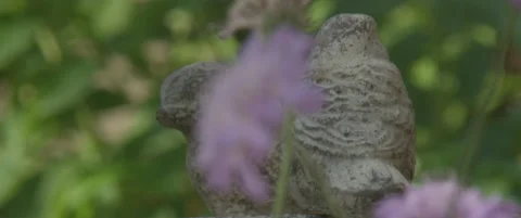 Bird Bath Video stock 137038704