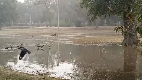 Bird bath Stock Footage 146482554