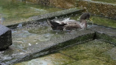 Bird Bath Stock Footage 208328849