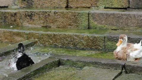 Bird Bath Stock Footage 208328855