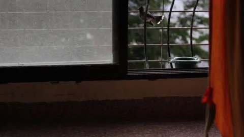 Bird Bath Stock Footage 208328856