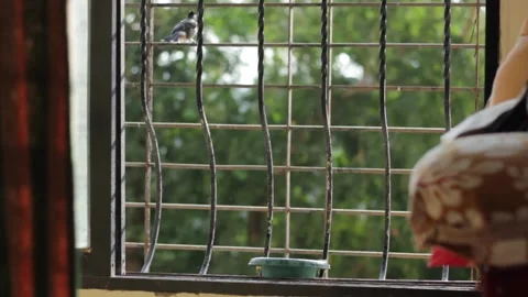 Bird Bath Stock Footage 208328913
