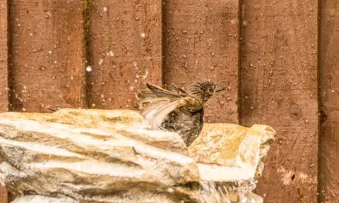 Bird Bath Stock Photos