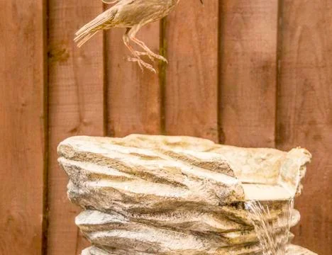 Bird Bath Stock Photos