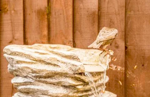 Bird Bath Stock Photos