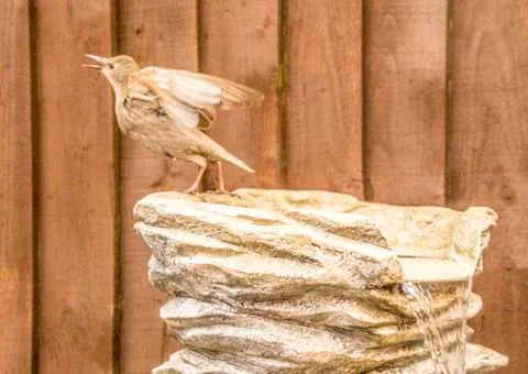 Bird Bath Stock Photos