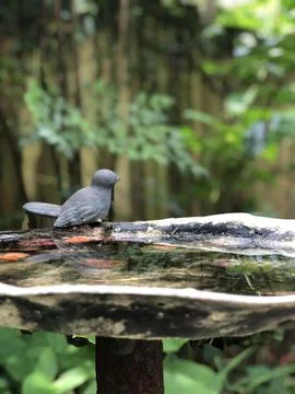 Bird Bath 库存照片