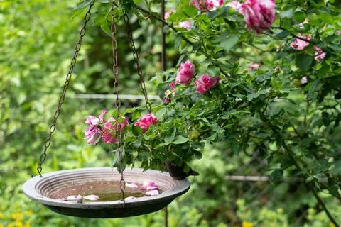 Bird bath with roses Stock-Fotos