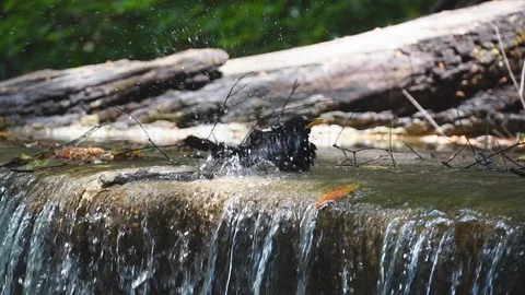 Bird bath splashing in a waterfall. 库存影片 107125285