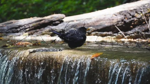 Bird bath splashing in a waterfall. 库存影片 107125737
