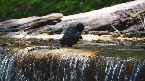 Bird bath splashing in a waterfall. Vídeo Stock 107126224