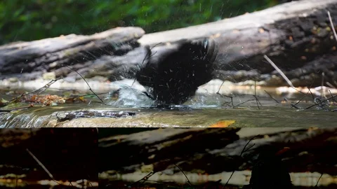 Bird bath splashing in a waterfall. 库存影片 107126821