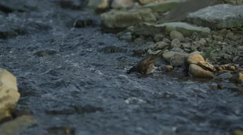 Bird Bath in a Stream Video stock 49816574
