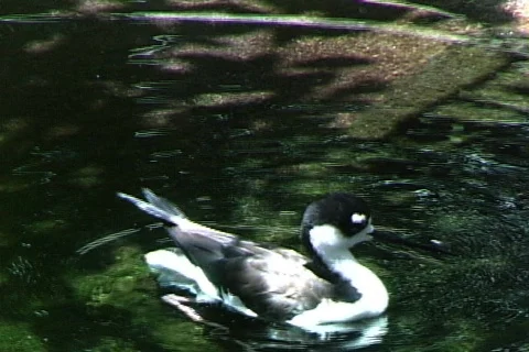 Bird Bathes Video stock 816458