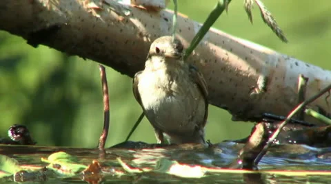 Bird bathes Stock Footage 25798923