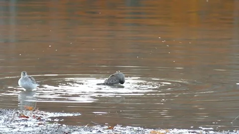 Bird bathing and cleaning itself in calm lake waters with fall color reflection Video stock 91297168