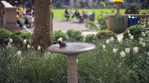 Bird Bathing in Bryant Park New York Stock Footage 191254704