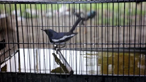 A bird bathing in a cage in a pool of water Stock Footage 208900982