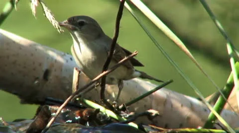 Bird bathing. Stock Footage 25176704