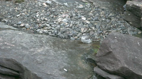 Bird Bathing Stock Footage 60648492
