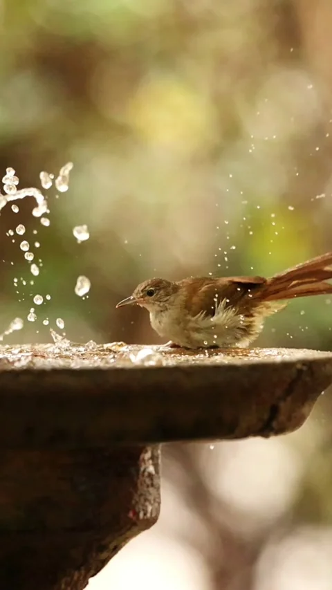Bird Bathing Stock Footage 277977044