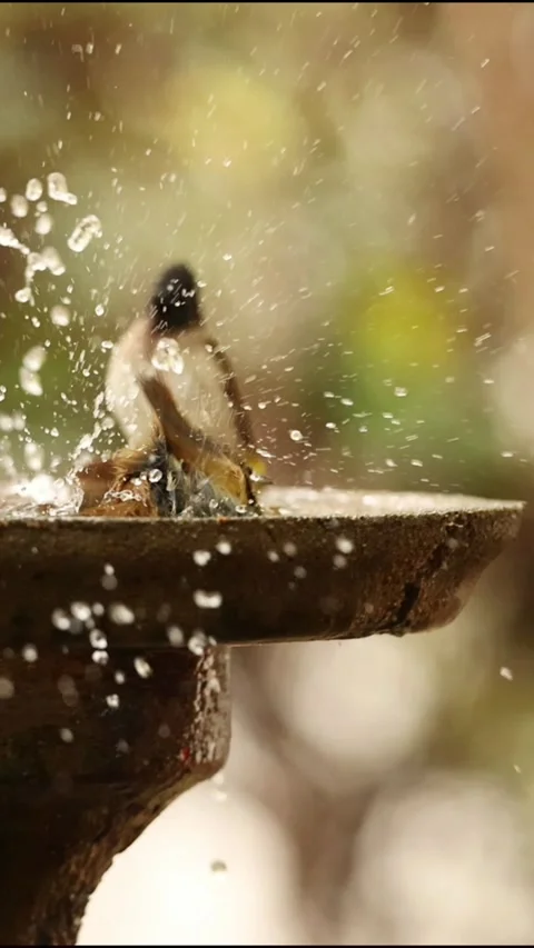 Bird Bathing Stock Footage 277977133