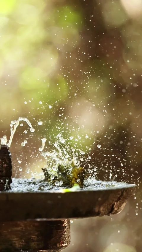 Bird Bathing Stock Footage 277977163