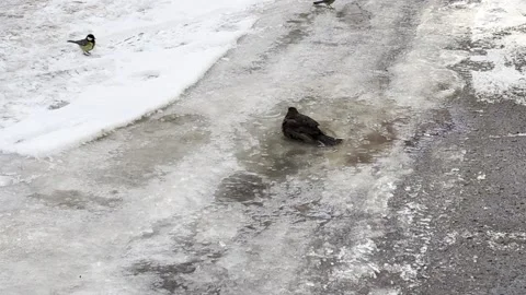 Bird bathing in icy puddle on winter road Stock Footage 281295789