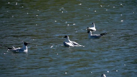 A bird is bathing itself and getting wing exercise in slow motion. Stock Footage 90217770