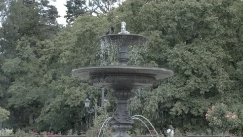 Bird Bathing in Park Stock Footage 235332810