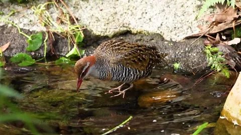 Bird Bathing in a Pond 库存影片 302332558