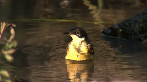 Bird bathing in a puddle - Black-headed Wagtail (Motacilla flava feldegg) Stock Footage 49125319