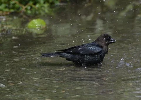 Bird bathing in a tranquil stream surrounded by lush greenery during a ligh.. Stock Photos