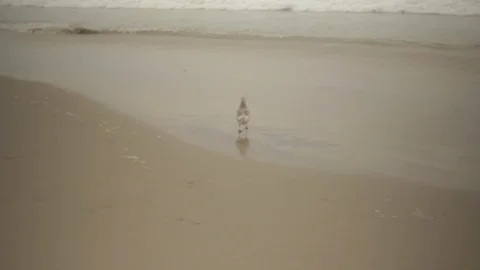 Bird Beach 2 - Venice Beach 스톡 동영상 96417957
