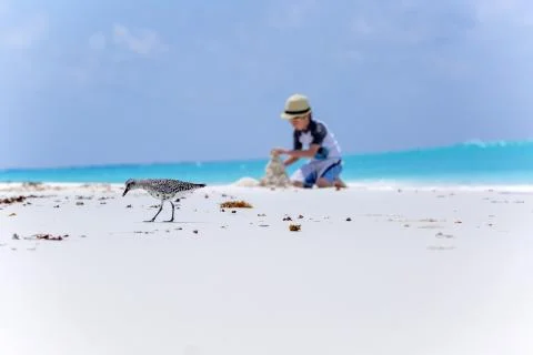 Bird on the beach and boy making sand castles Stock Photos
