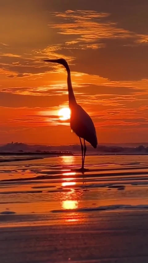 A bird on the beach with a beautiful sunset Stock Footage 319384264