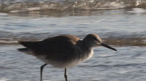 Bird at the beach. 库存影片 24491711