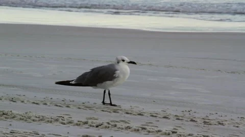 Bird on beach Vídeos de archivo 42233993