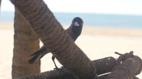 Bird on beach Vidéo 56482404