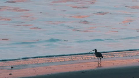 Bird on the Beach Stock Footage 71942725