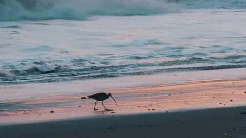 Bird on the Beach Stock-Footage 71942958