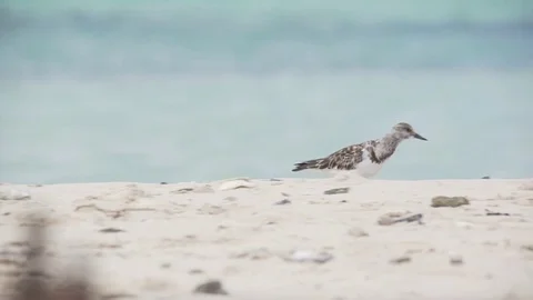 Bird on beach Stock Footage 80222395