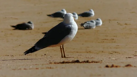 Bird at the beach Stock Footage 85553656