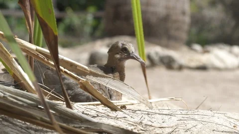 Bird on the beach Stock Footage 85789683