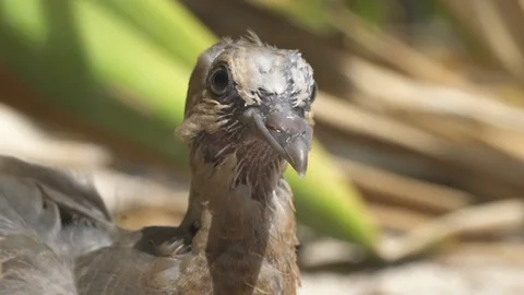 Bird on the beach Stock Footage 85789718