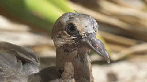 Bird on the beach Video stock 85789750