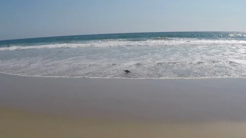 Bird on Beach Video stock 94752903