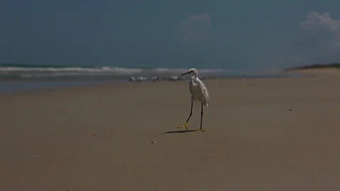 Bird on beach Stock Footage 111840155